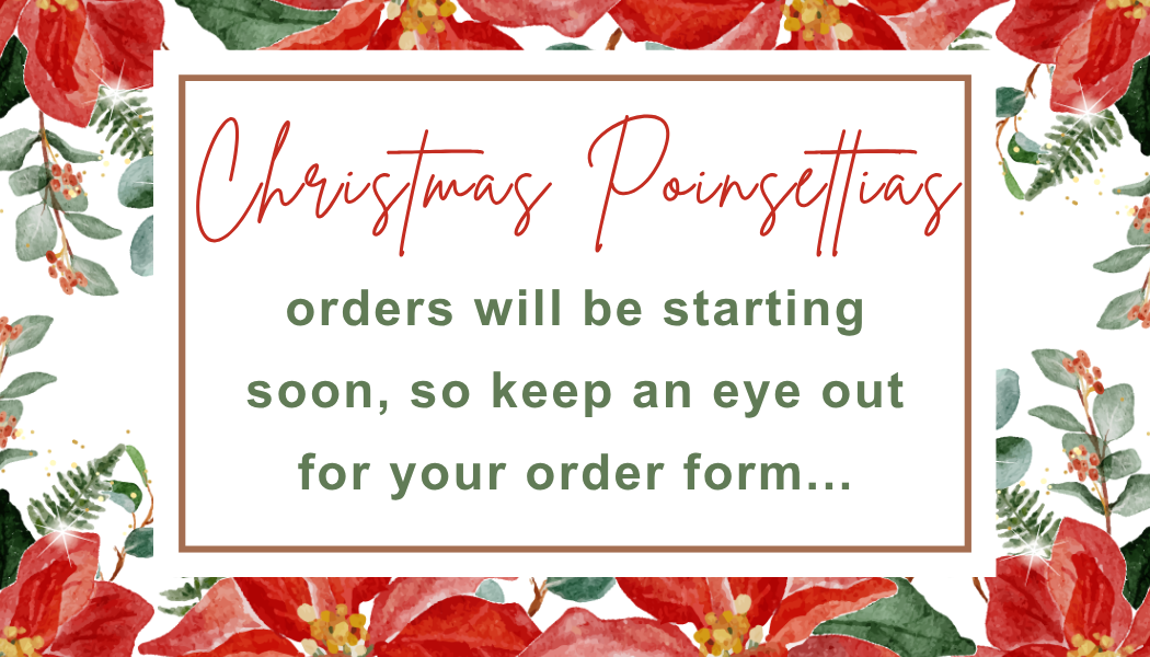 poinsettias 2026